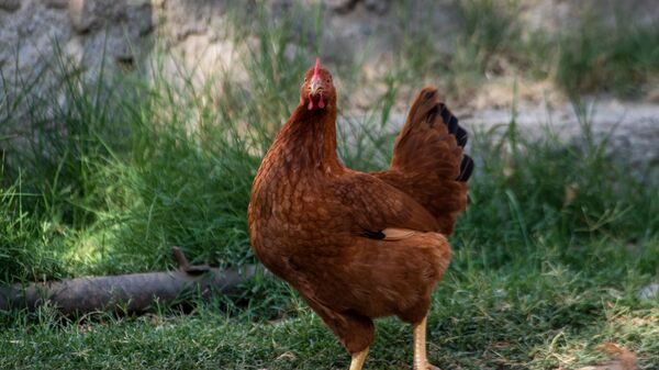 Курица в одном из хозяйств села Чинари - Sputnik Армения