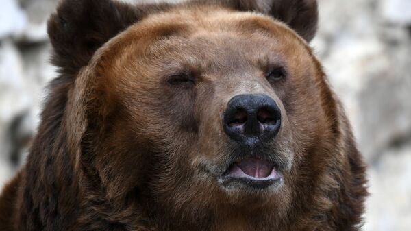 медведь  - Sputnik Արմենիա