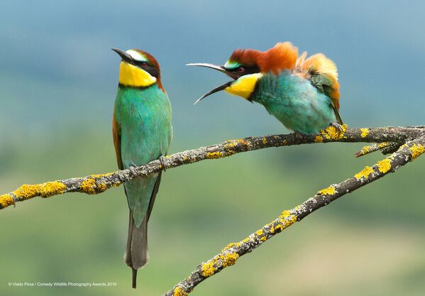 Comedy Wildlife Photography Awards ամենամյա մրցույթի եզրափակիչ փուլ անցած մասնակիցների լուսանկարներից Comedy Wildlife Photography Awards ամենամյա մրցույթի եզրափակիչ փուլ անցած մասնակիցների լուսանկարներից - Sputnik Արմենիա
