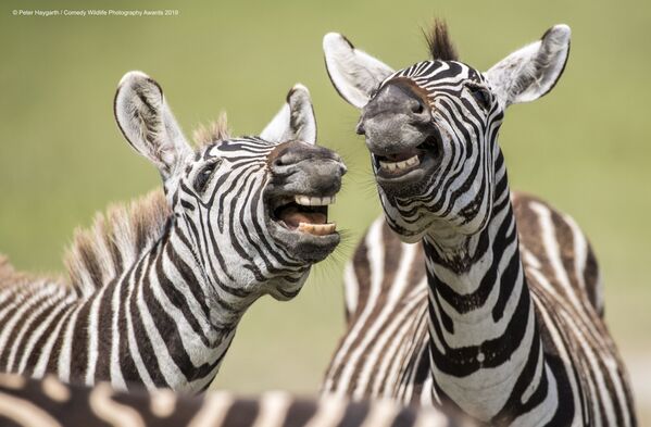 Comedy Wildlife Photography Awards ամենամյա մրցույթի եզրափակիչ փուլ անցած մասնակիցների լուսանկարներից Comedy Wildlife Photography Awards ամենամյա մրցույթի եզրափակիչ փուլ անցած մասնակիցների լուսանկարներից - Sputnik Արմենիա