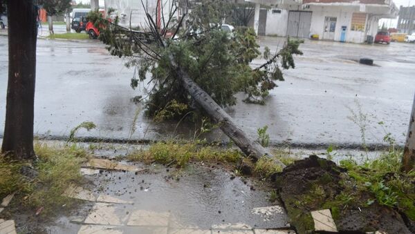 Ветер и сильный дождь повалили деревья в Поти - Sputnik Армения