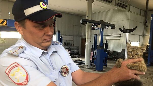 В Самаре полицейский спас котенка, застрявшего в моторном отсеке служебного автомобиля - Sputnik Армения