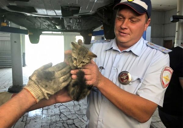 В Самаре полицейские спасли котенка, застрявшего в моторном отсеке служебного авто - фото В Самаре полицейские спасли котенка, застрявшего в моторном отсеке служебного авто - фото - Sputnik Армения