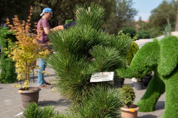 Балконы и крыши домов Еревана украсятся цветами: мэрия озеленит здания города Балконы и крыши домов Еревана украсятся цветами: мэрия озеленит здания города - Sputnik Армения