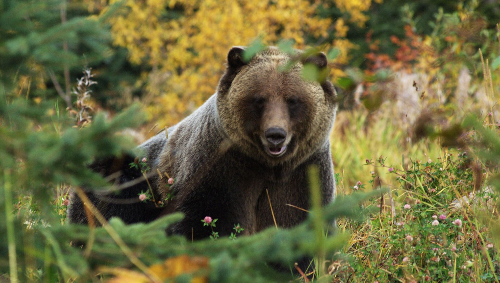 Медведь гризли на природе Британской Колумбии  - Sputnik Армения, 1920, 08.05.2021