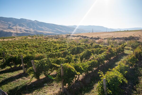Ջուրը լցնե՞լ, թե՞ ջրի գնով վաճառել խաղողը. աղավնաձորցիներն աջակցության կարիք ունեն Ջուրը լցնե՞լ, թե՞ ջրի գնով վաճառել խաղողը. աղավնաձորցիներն աջակցության կարիք ունեն - Sputnik Արմենիա