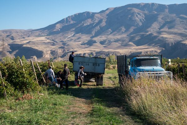 Ջուրը լցնե՞լ, թե՞ ջրի գնով վաճառել խաղողը. աղավնաձորցիներն աջակցության կարիք ունեն Ջուրը լցնե՞լ, թե՞ ջրի գնով վաճառել խաղողը. աղավնաձորցիներն աջակցության կարիք ունեն - Sputnik Արմենիա