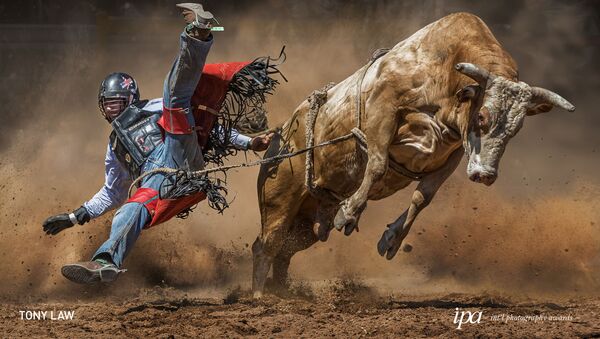 Снимок Mad Cow фотографа  Tony Law, победивший в категории Sports Photographer Of the Year среди Non-Professional конкурса International Photography Awards 2019 - Sputnik Армения