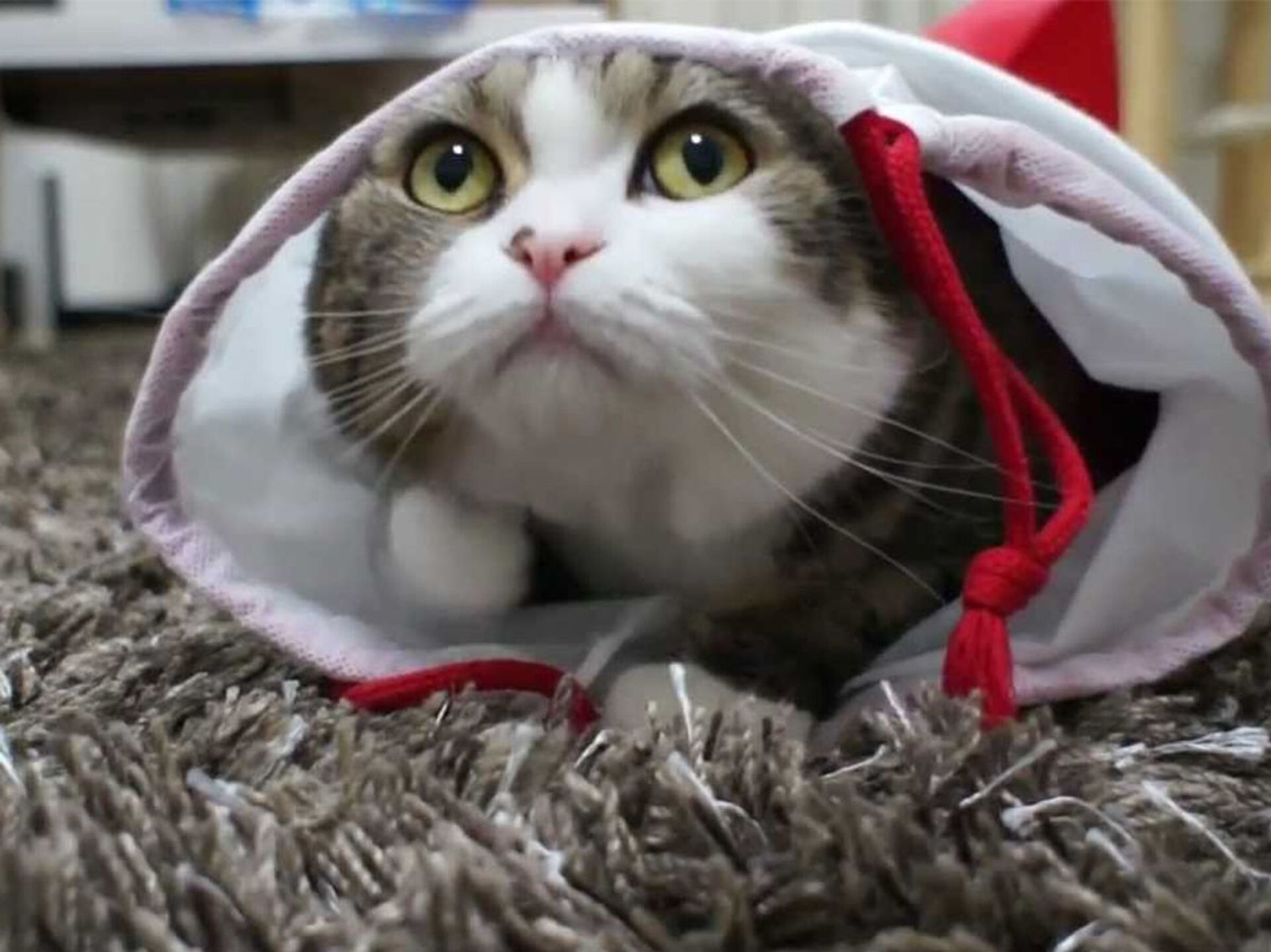 Кошки против собак месть китти галор. Cat call. Компьютерная игра про кошек. Cats video cod. Cats video cod.