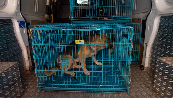 Пойманная в Ереванском зоопарке бродячая собака - Sputnik Армения