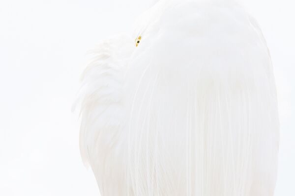 Снимок Great white egret немецкого фотографа Dr. Siegmar Bergfeld, победивший в категории BIRDS конкурса GDT European wildlife photographer of the year 2019 - Sputnik Армения