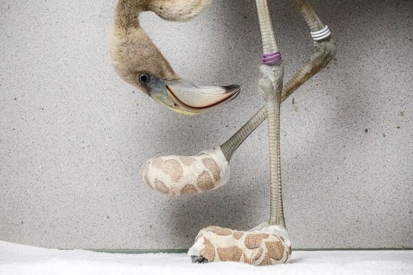Снимок Flamingo socks голландского фотографа Jasper Doest, высоко оцененный в категории MAN AND NATURE конкурса GDT European wildlife photographer of the year 2019 - Sputnik Армения