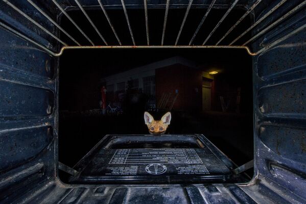 Снимок What‘s baking here? испанского фотографа Jon Andoni Juarez Garcia, занявший второе место в категории MAN AND NATURE конкурса GDT European wildlife photographer of the year 2019 - Sputnik Армения