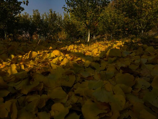Опавшие листья в селе Ахцк - Sputnik Армения