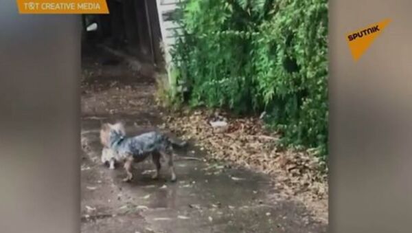 Собака помогает котенку - Sputnik Армения