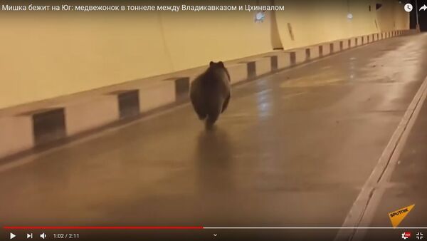 Медведь просочился через границу России и Южной Осетии по тоннелю – видео - Sputnik Армения