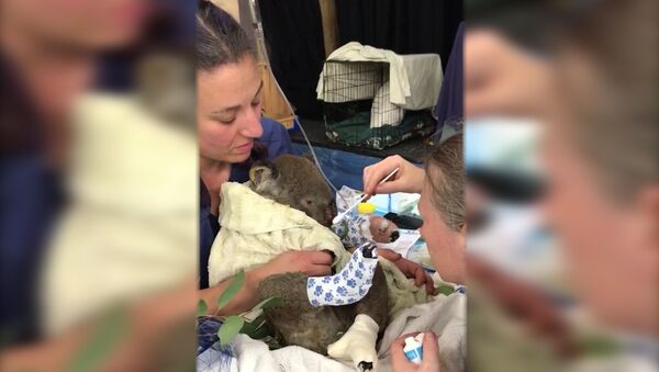 Австралийские ветеринары спасли коалу из огня - Sputnik Արմենիա