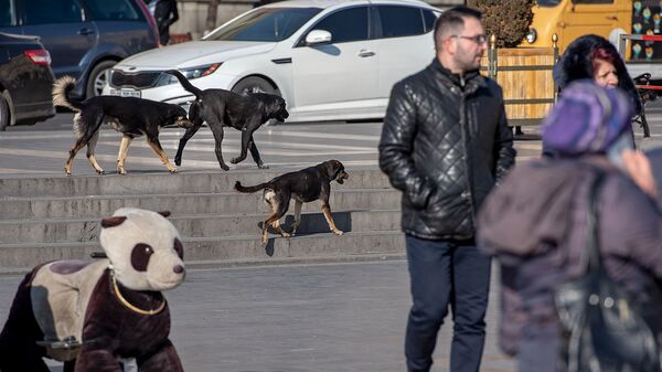 Бродячие собаки на площади Республики - Sputnik Армения