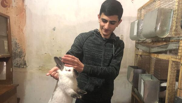 Дело вместо слова: 15-летний фермер Микаел Саркисян занимается разведением кроликов - Sputnik Արմենիա