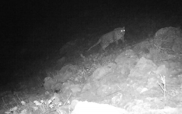 Зафиксированный на фотоловушку переднеазиатский леопард в Вайоцдзорской области Армении - Sputnik Армения