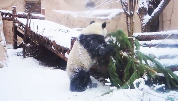 Панда в Московском зоопарке играет с заснеженной елкой - Sputnik Արմենիա