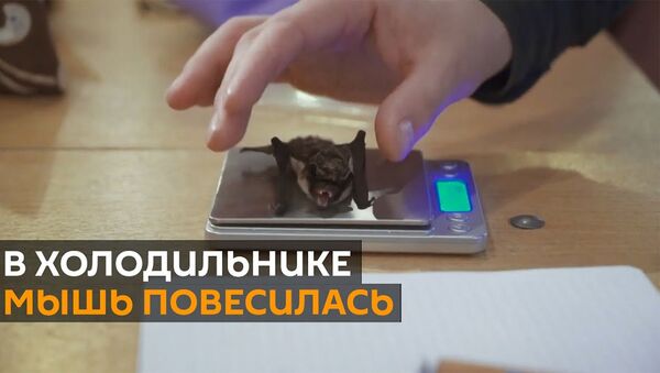 Идеальные условия для зимовки: летучие мыши из Беларуси ждут весну в холодильнике - Sputnik Армения