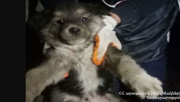 Спасатели вытащили попавшего в шахту лифта щенка - Sputnik Армения