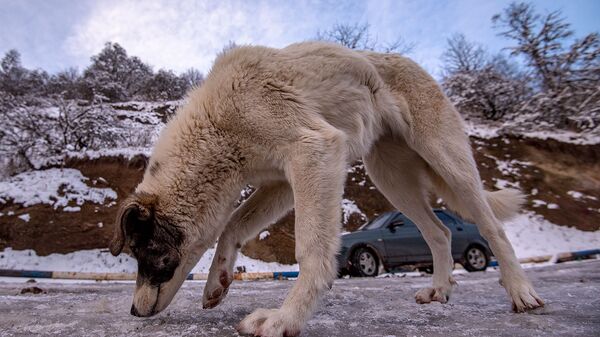 Թափառող շուն. արխիվային լուսանկար - Sputnik Արմենիա