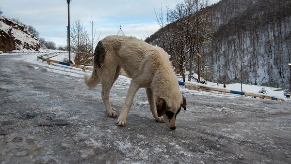 Бездомный пес на заледеневшей дороге - Sputnik Արմենիա