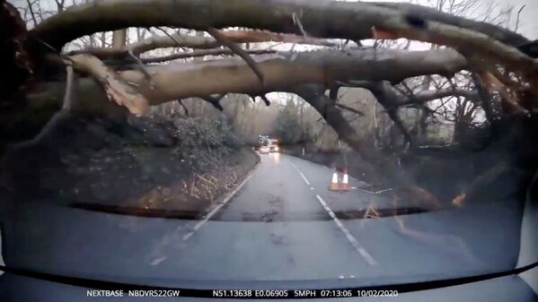 Дерево, поваленное во время шторма Сиара в Великобритании - Sputnik Армения