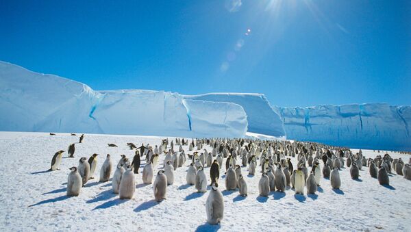 Колония императорпских пингвинов в районе станции Мирный в Антарктиде. - Sputnik Армения
