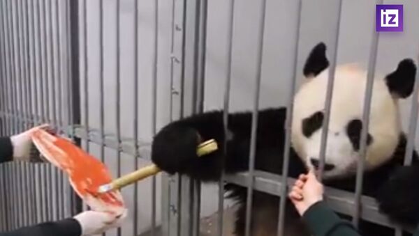 В московском зоопарке самец панды раскрасил валентинку для своей подруги - Sputnik Армения