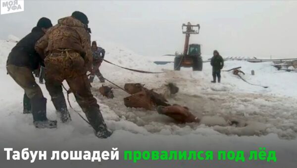 Спасатели трактором вытаскивают провалившихся под лед лошадей - Sputnik Армения