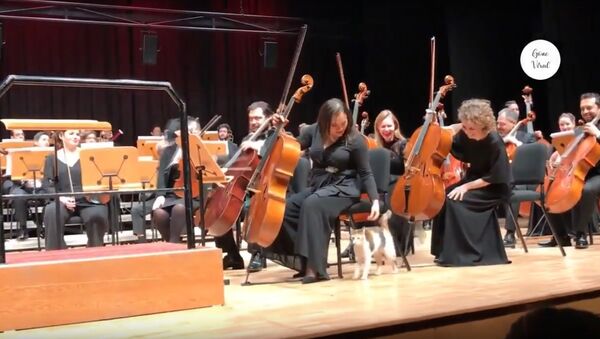 Naughty cat disrupts live orchestra concert and steals the show - Sputnik Армения