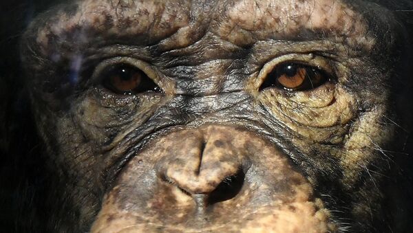 Молодая самка шимпанзе Анфиса в парке флоры и фауны Роев ручей на окраине Красноярска - Sputnik Армения