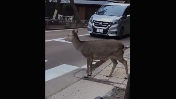 В Японии даже олень знает, где переходить дорогу,  и ждёт, когда машины пропустят его - Sputnik Армения