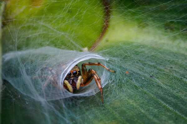 Снимок Home Sweet Home фотографа Jesslyn Saw, высоко оцененный в категории Macro конкурса Nature TTL Photographer of the Year 2020 Снимок Home Sweet Home фотографа Jesslyn Saw, высоко оцененный в категории Macro конкурса Nature TTL Photographer of the Year 2020 - Sputnik Армения