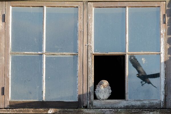Снимок Startled Owl фотографа Paul Holman, занявший второе место в категории Wildlife конкурса Nature TTL Photographer of the Year 2020 - Sputnik Армения