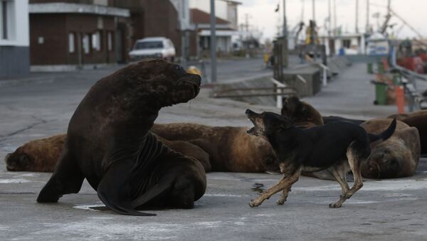 Бездомная собака и морской лев на одной из улиц неподалеку от морского порта в Мар-дель-Плате, Аргентина - Sputnik Армения