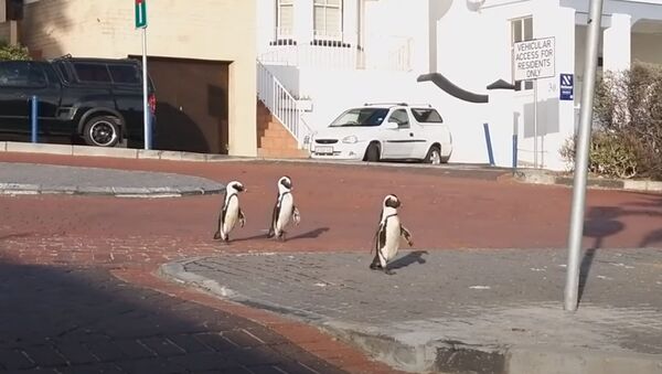 Пингвины прогуливаются по улице Кейптауна во время карантина Covid-19 - Sputnik Армения