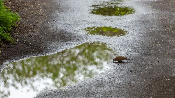 Անձրևային եղանակ. արխիվային լուսանկար - Sputnik Արմենիա