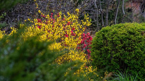 Цветущие кусты в ботаническом саду - Sputnik Արմենիա