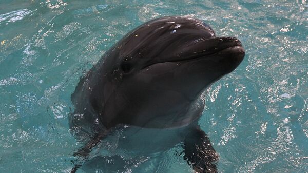 Дельфин - Sputnik Արմենիա