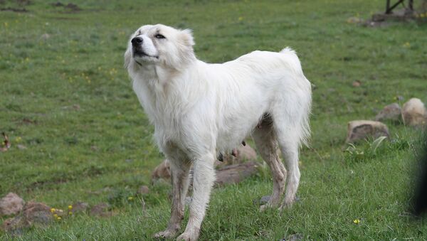 Собака породы Армянский Гампр - Sputnik Արմենիա