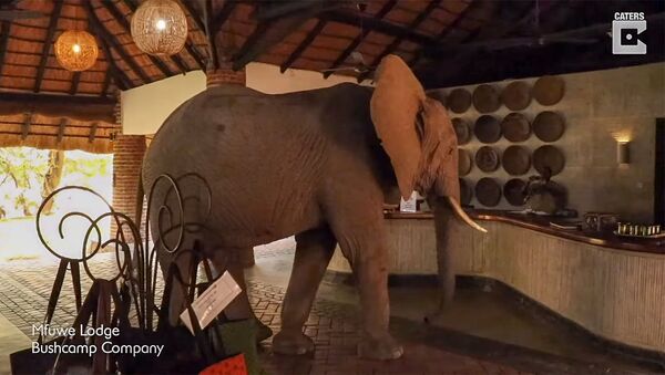 Проголодавшийся слон зашел в отель - Sputnik Армения