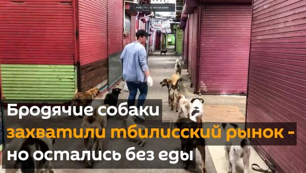 Бродячие собаки захватили тбилисский рынок - но остались без еды - Sputnik Армения