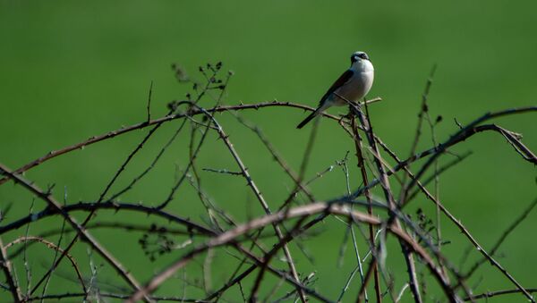 Птичка на кусте ежевики - Sputnik Армения