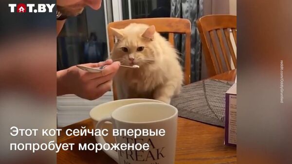 Коту дали попробовать мороженое - Sputnik Армения
