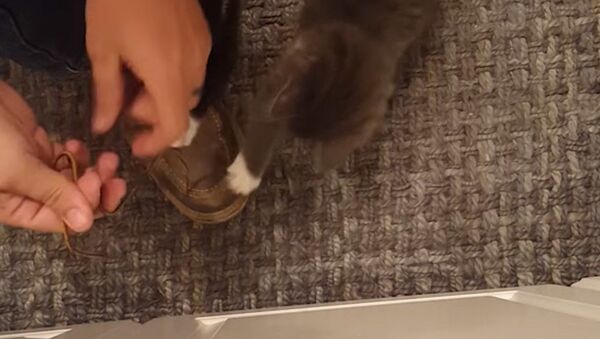 Два котенка мешают одевать обувь - видео - Sputnik Армения