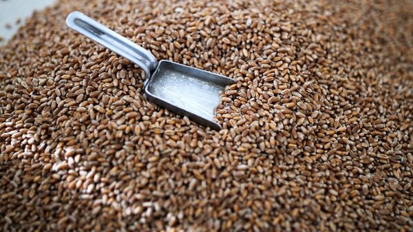 Зерно пшениц - Sputnik Արմենիա